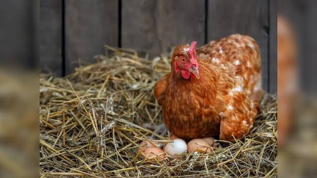 जगात कोंबडी पहिली आली की अंडे?