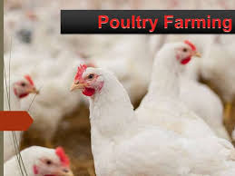 Poultry Farming: कमी खर्चात सुरू करा स्वतःचा पोल्ट्री फार्म! कमी दिवसात बनाल लखपती