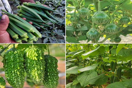 मार्च महिन्यात ‘ह्या’ भाज्यांची करा लागवड आणि मिळवा जबरदस्त नफा !