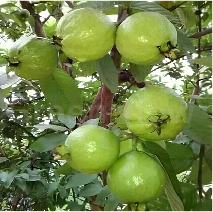 पेरू लागवड तंत्रज्ञान
