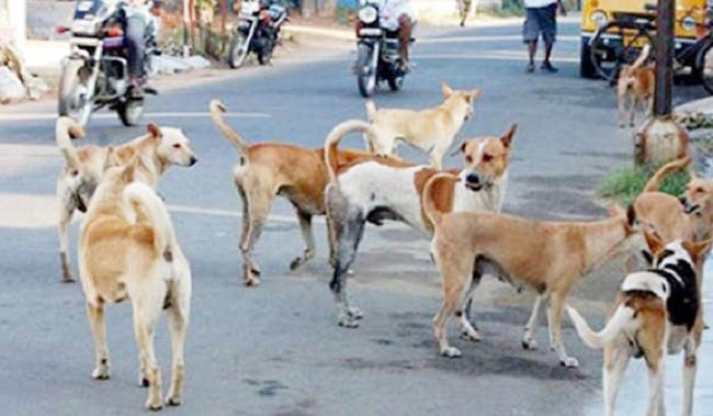 इचलकरंजी शहरात भटक्या कुत्र्यांची दहशत