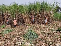 पत्नीची हत्या अन् स्वतःलाही संपवले; सांगोल्यात ऊसतोड मजूराचे हादरवणारे कृत्य, लपून राहायचा