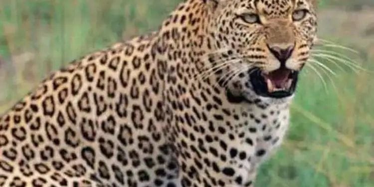 मंगळवेढा : सोशल मीडियावर अफवा पसरविल्यास जेलची हवा खाल; बिबट्याचे बनावट फोटो अन् व्हिडीओ प्रसारित केल्यास आता होणार कारवाई