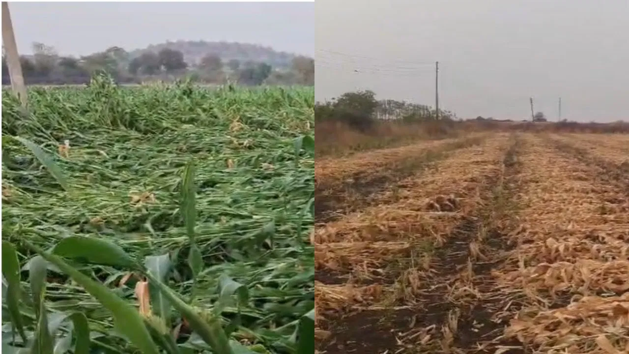 गहू, हरभऱ्याचा सत्यानाश, हातातोंडाशी आलेला आंबा गेला… ऐन उन्हाळ्यात आभाळच फाटलं; अवकाळीने शेतकरी हवालदिल