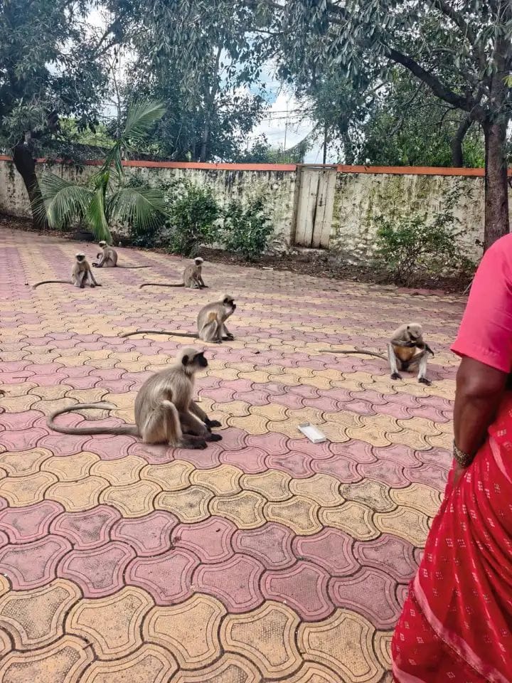 सांगोला पाचेगाव खुर्दमध्ये माकडांचा धुमाकूळ; ग्रामस्थांत भीतीचे वातावरण